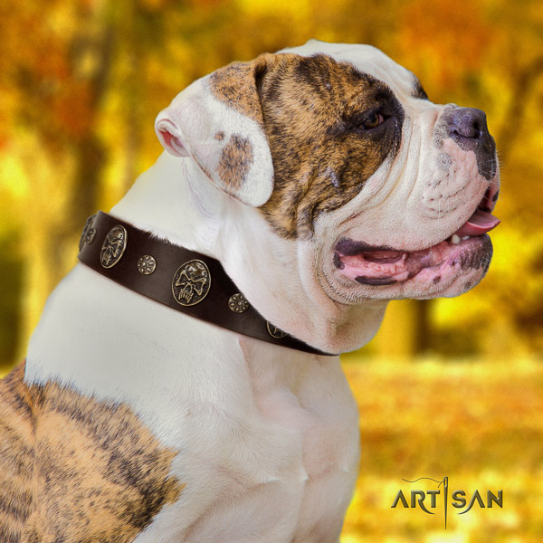 American Bulldog everyday walking natural leather collar with unusual decorations for your pet