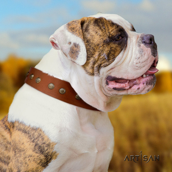 American Bulldog top notch leather dog collar with adornments for everyday walking