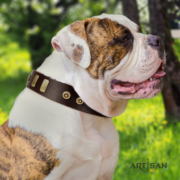 American Bulldog stylish full grain leather dog collar for comfortable wearing