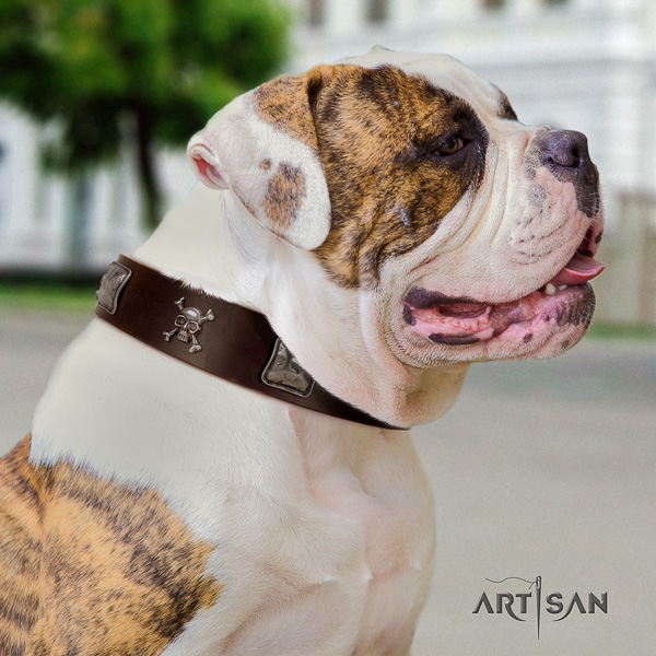 American Bulldog incredible leather dog collar for basic training