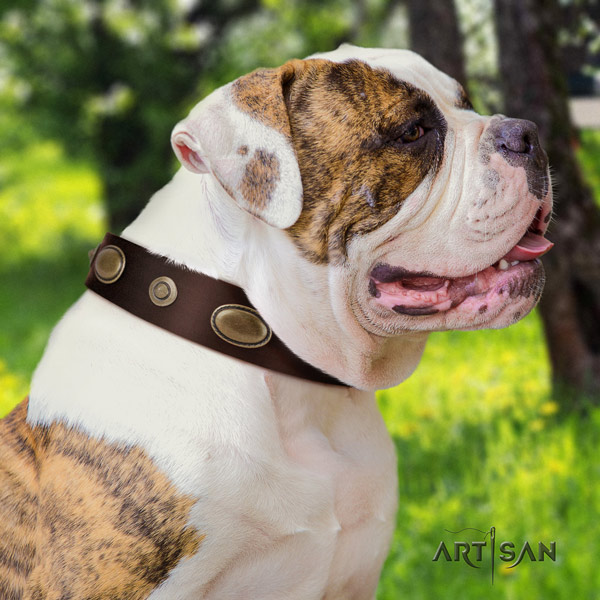 American Bulldog exquisite leather dog collar with decorations for daily walking