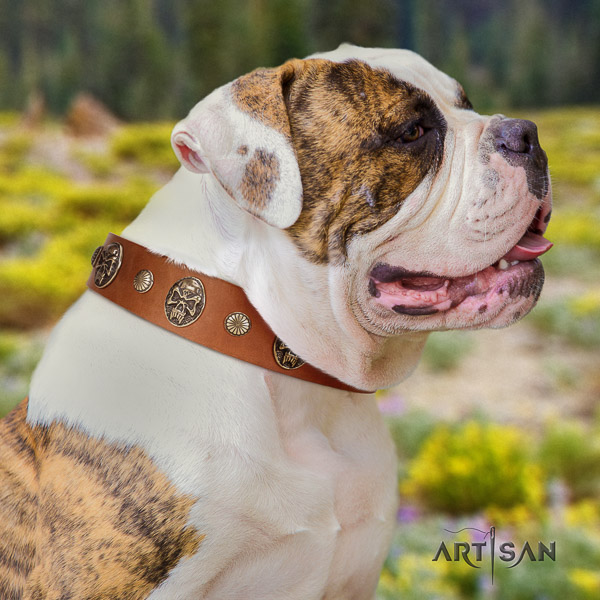 American Bulldog fancy walking genuine leather collar with stylish adornments for your doggie