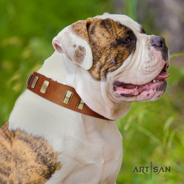 American Bulldog incredible full grain genuine leather dog collar for comfy wearing