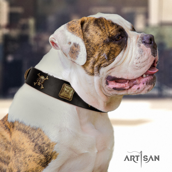American Bulldog awesome natural genuine leather dog collar for everyday use