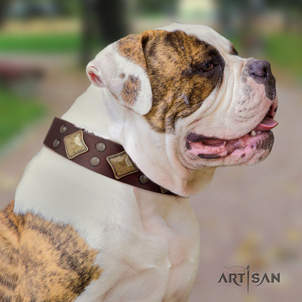 American Bulldog unusual leather dog collar with embellishments for easy wearing