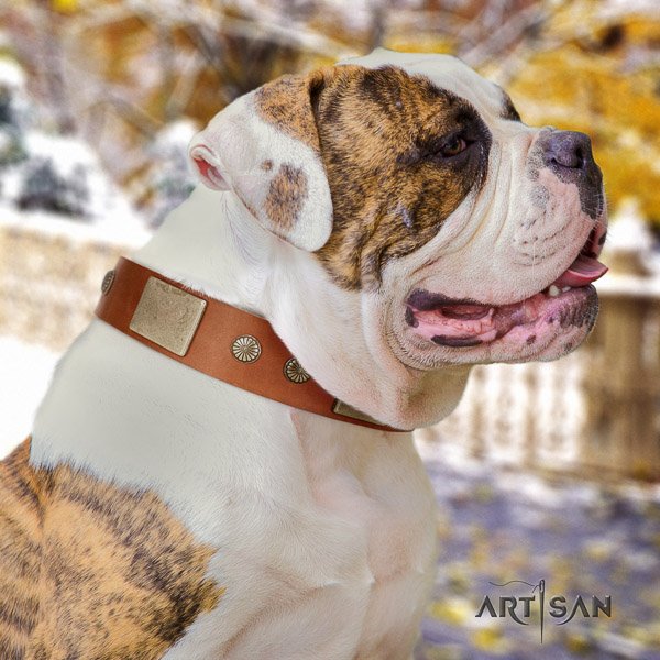 American Bulldog fancy walking full grain leather collar with designer adornments for your four-legged friend