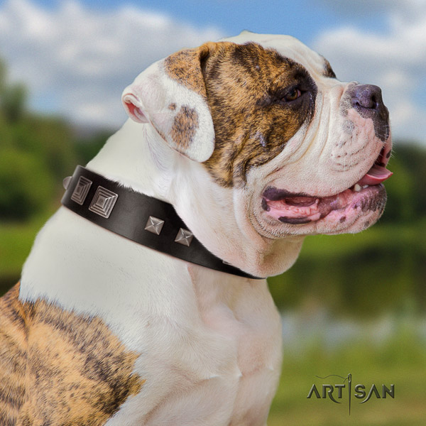American Bulldog significant leather dog collar for handy use