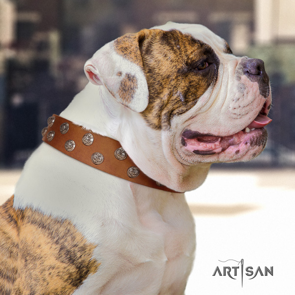 American Bulldog amazing leather dog collar for daily use