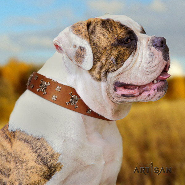 American Bulldog top quality natural genuine leather dog collar for daily use