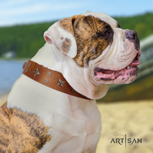 American Bulldog fashionable natural genuine leather dog collar for stylish walking