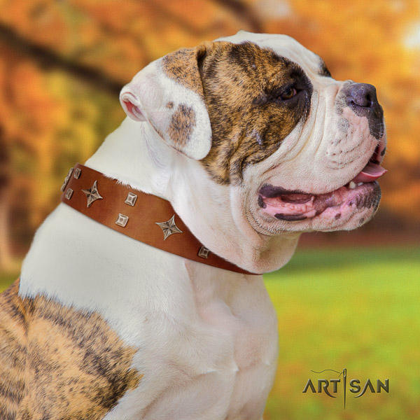 American Bulldog stunning full grain natural leather dog collar for everyday use