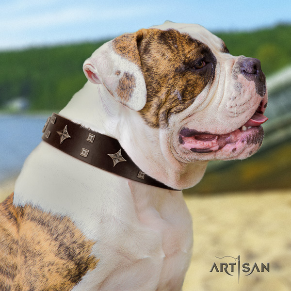 American Bulldog convenient full grain genuine leather dog collar for daily walking