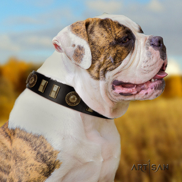 American Bulldog fashionable full grain genuine leather dog collar for basic training