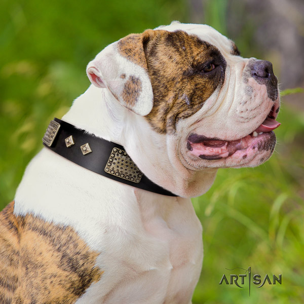 American Bulldog amazing leather dog collar with studs for walking