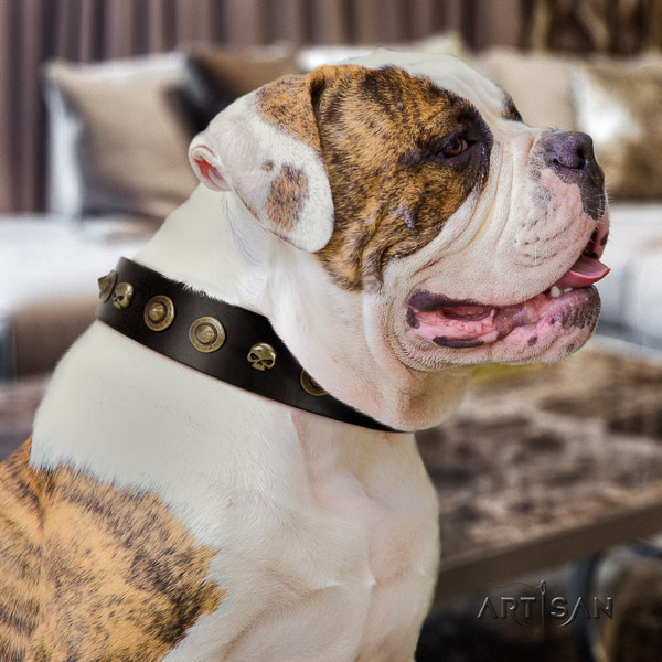 American Bulldog stunning genuine leather dog collar for daily walking