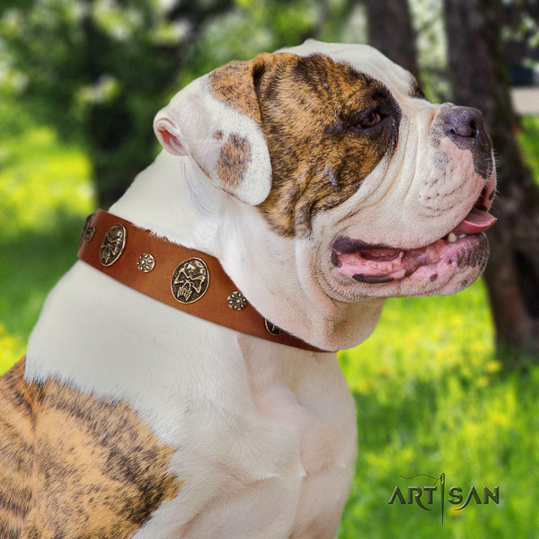 American Bulldog fancy walking genuine leather collar with fashionable decorations for your canine