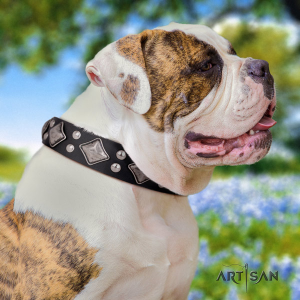 American Bulldog stunning genuine leather dog collar with embellishments for everyday walking