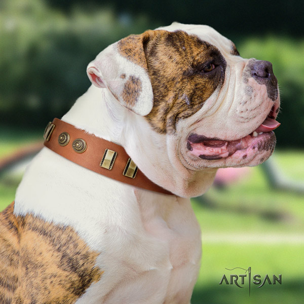 American Bulldog trendy leather dog collar with adornments for stylish walking