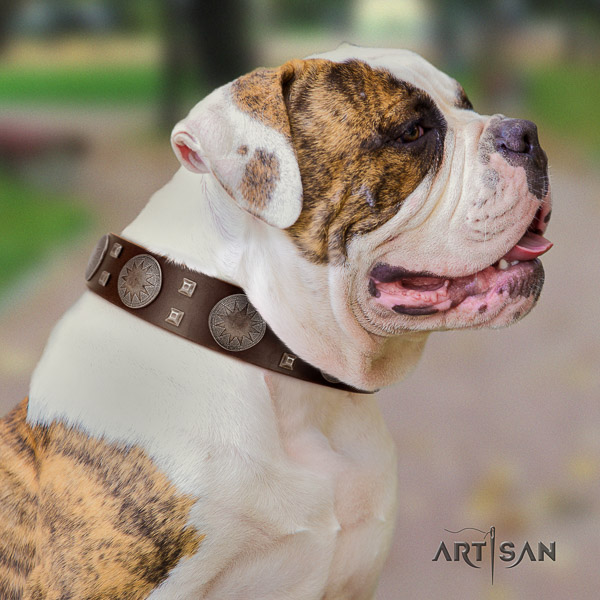 American Bulldog exquisite full grain leather dog collar for comfy wearing