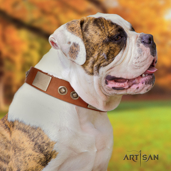 American Bulldog stylish walking leather collar with stylish design adornments for your canine