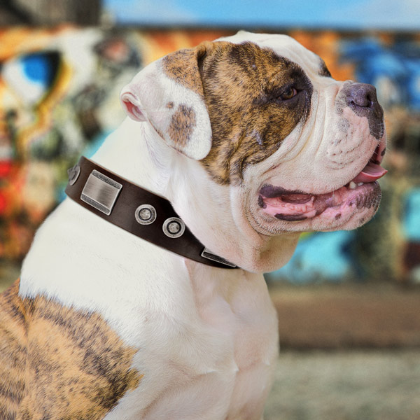 American Bulldog trendy full grain leather dog collar with studs for easy wearing