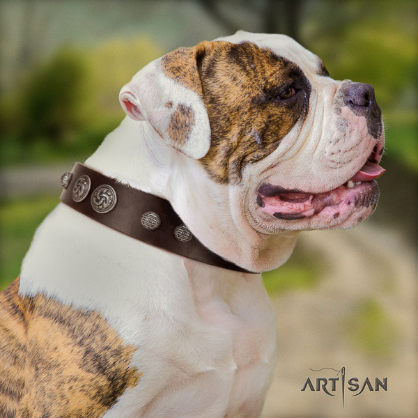 American Bulldog exquisite full grain natural leather dog collar for stylish walking