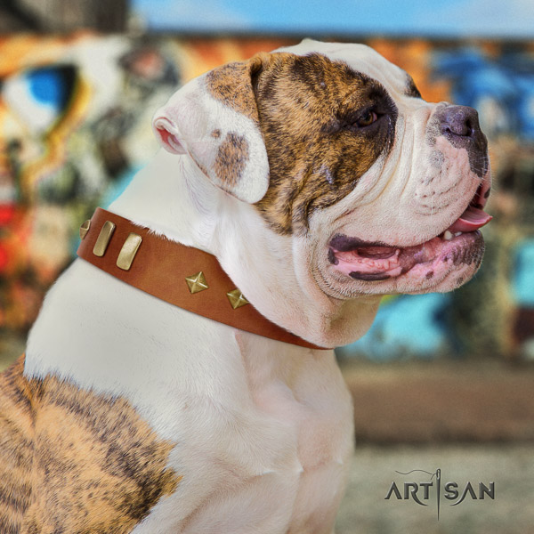 American Bulldog amazing genuine leather dog collar for easy wearing