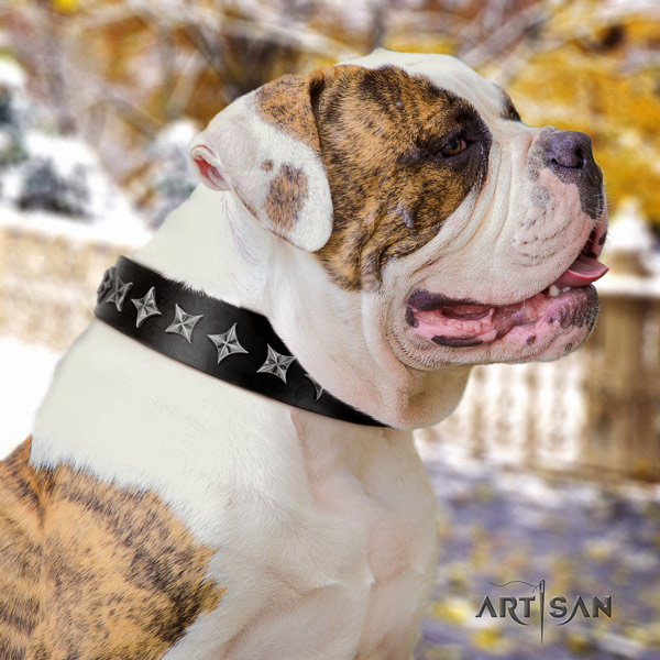 American Bulldog top notch genuine leather dog collar with studs for daily walking