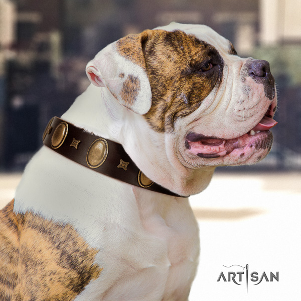 American Bulldog perfect fit full grain natural leather dog collar for walking
