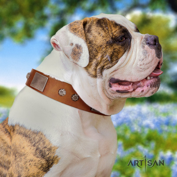 American Bulldog adorned full grain genuine leather dog collar for everyday walking