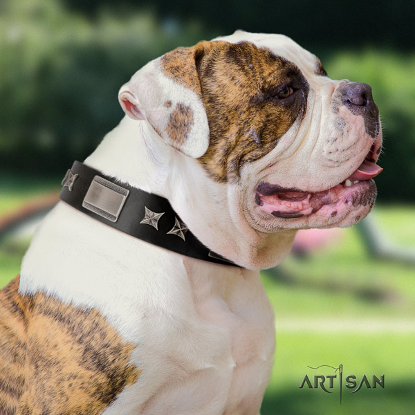 American Bulldog top notch genuine leather dog collar with adornments for daily walking