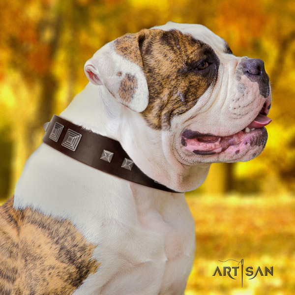 American Bulldog comfortable full grain natural leather dog collar for easy wearing