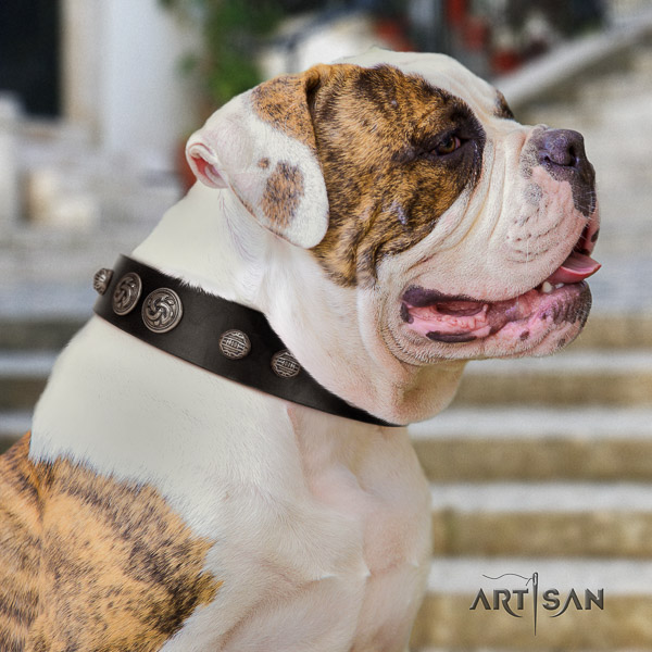 American Bulldog top notch full grain leather dog collar for basic training