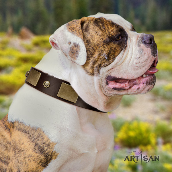 American Bulldog best quality full grain natural leather dog collar for everyday walking