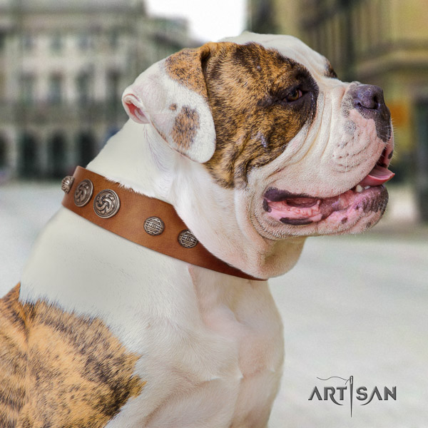 American Bulldog incredible leather dog collar for stylish walking
