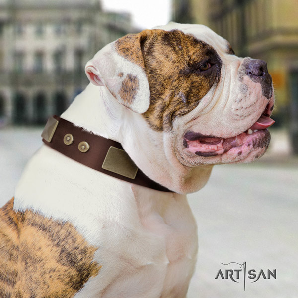 American Bulldog unusual full grain leather dog collar with studs for everyday use