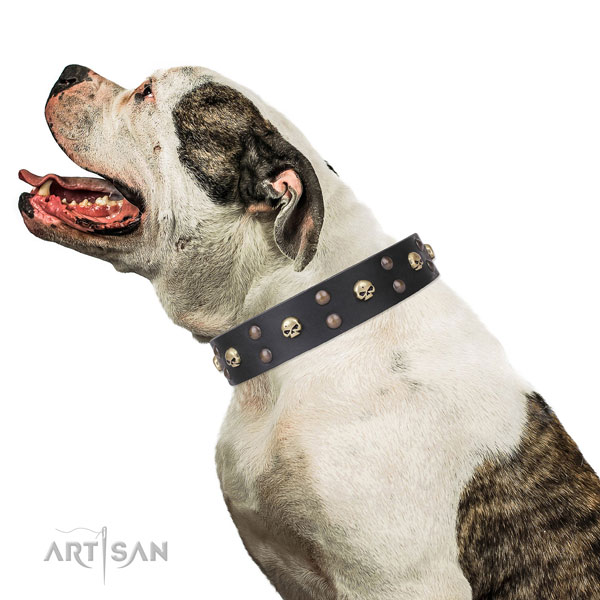 American Bulldog top quality leather dog collar for basic training
