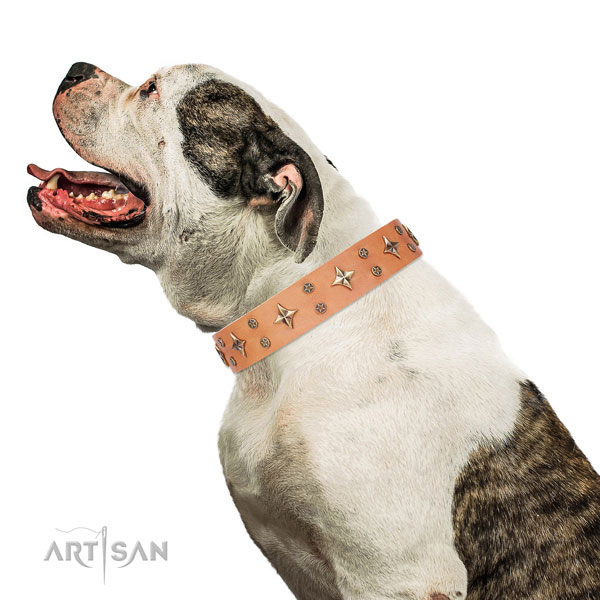 American Bulldog fine quality leather dog collar for daily walking
