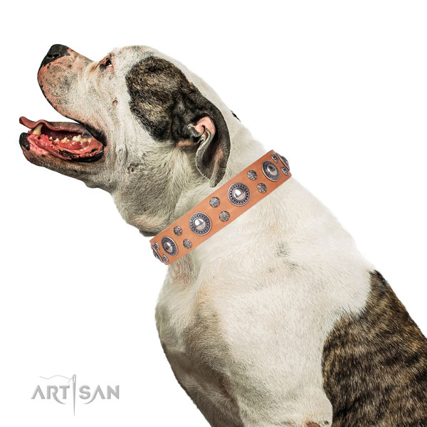 American Bulldog stylish design full grain genuine leather dog collar for fancy walking