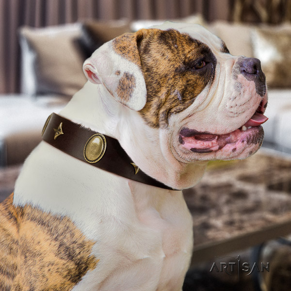 American Bulldog adjustable full grain leather dog collar for everyday walking