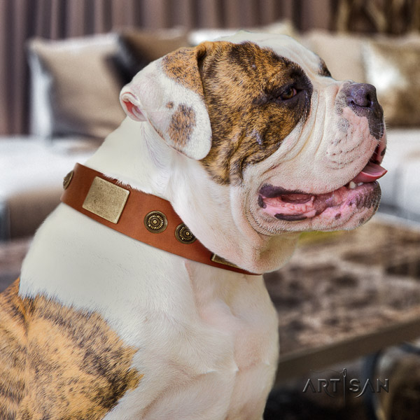American Bulldog everyday use natural leather collar with inimitable adornments for your pet