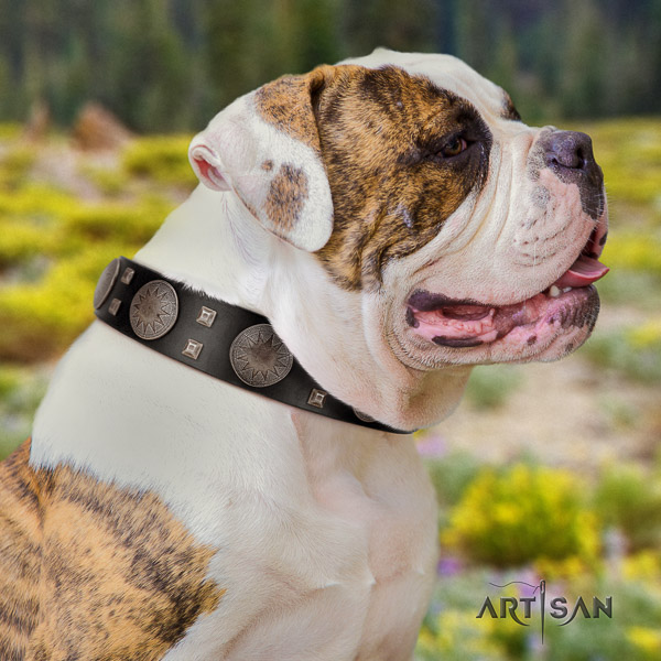 American Bulldog unusual natural genuine leather dog collar for everyday walking