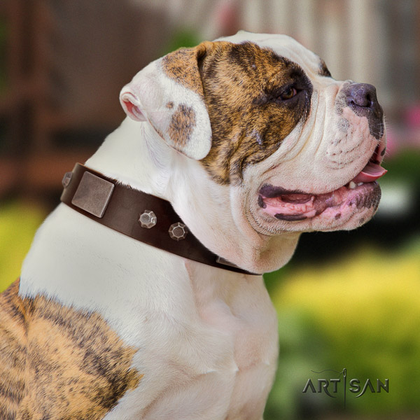 American Bulldog handmade natural genuine leather dog collar for daily walking