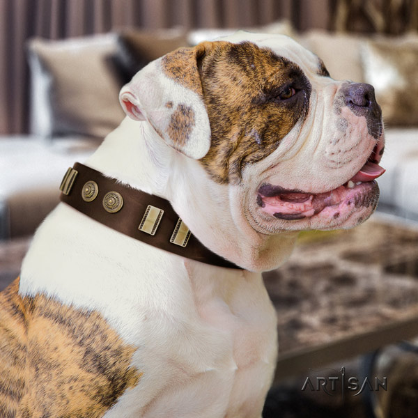 American Bulldog incredible leather dog collar with adornments for fancy walking