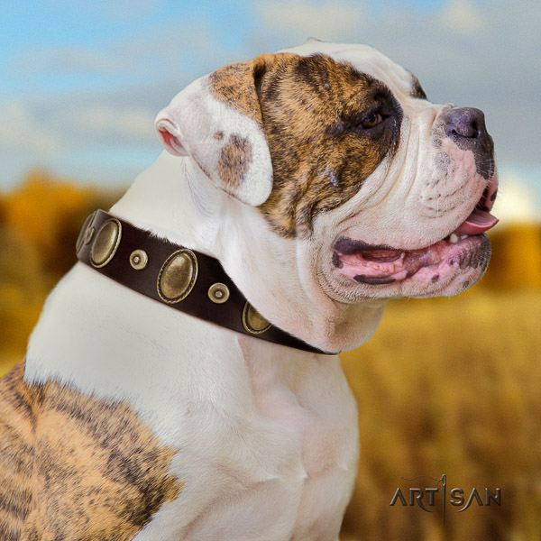 American Bulldog significant leather dog collar for stylish walking
