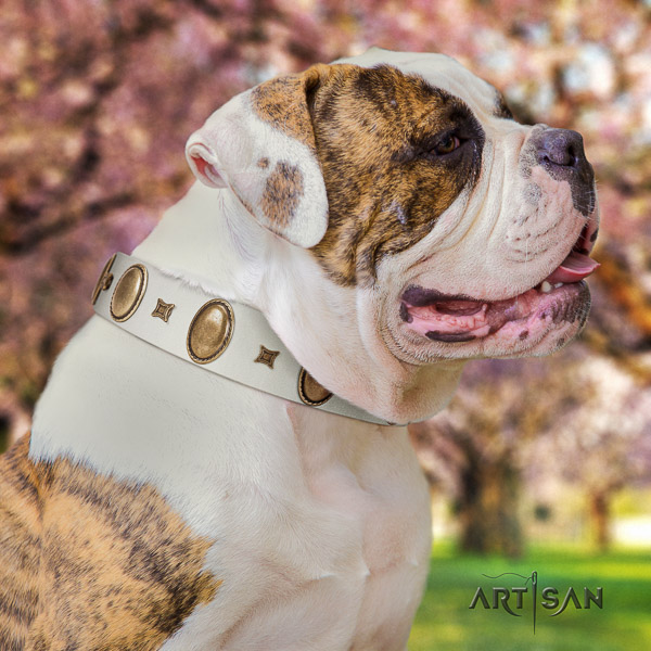American Bulldog convenient leather dog collar for everyday walking