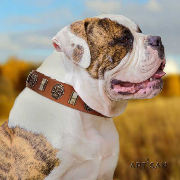 American Bulldog comfortable wearing full grain leather collar with top notch embellishments for your doggie