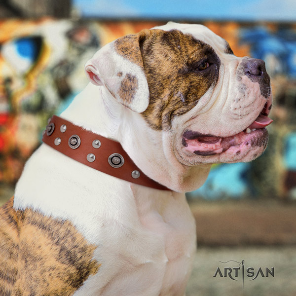 American Bulldog amazing leather dog collar with embellishments for everyday use