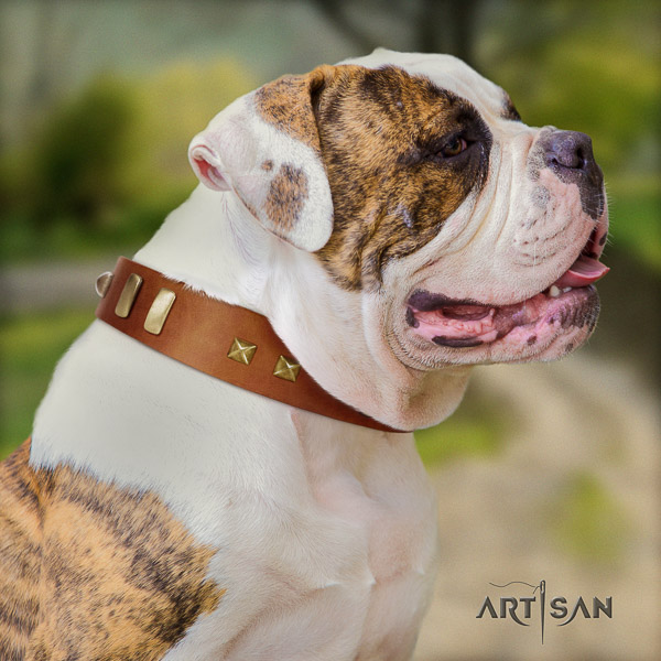 American Bulldog stylish full grain leather dog collar for basic training