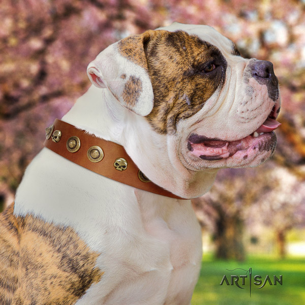 American Bulldog amazing genuine leather dog collar for daily use